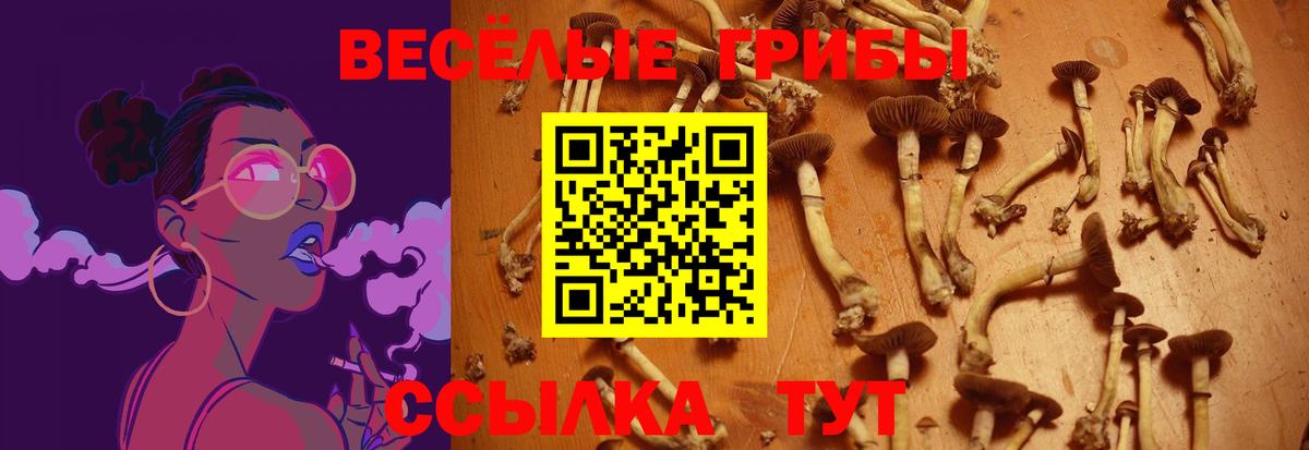 Псилоцибиновые грибы Psilocybe Светлоград